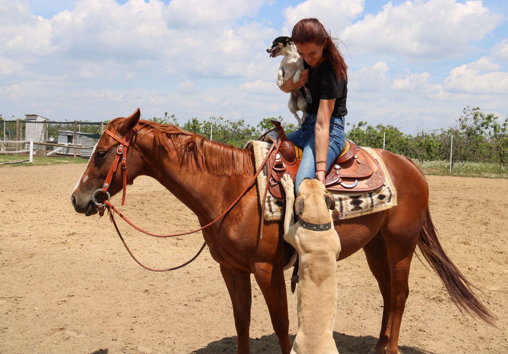 Horse training