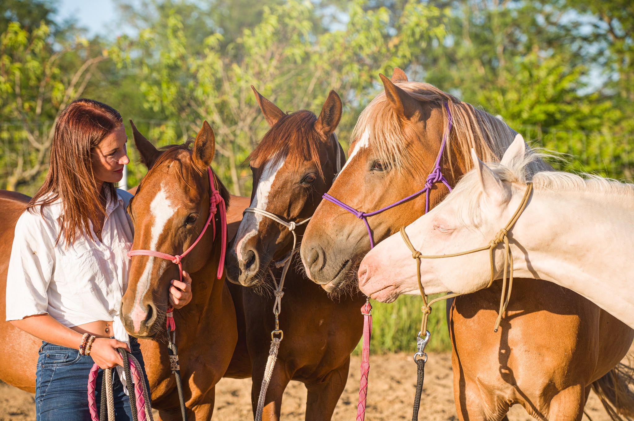Animals on the ranch
